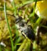 Andrena cineraria